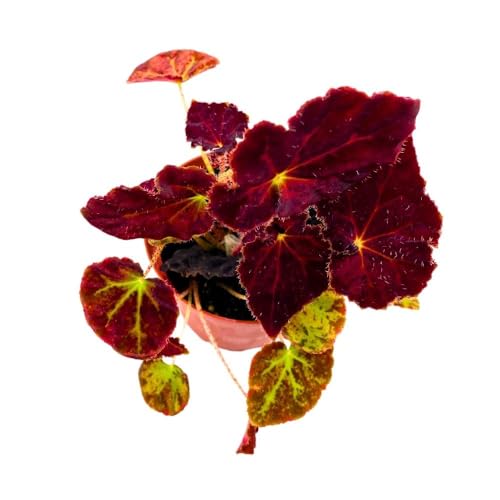 Harmony Foliage Begonia Madame O'Reilly, 4 inch Deep Orange Reddish Purple Rhizomatous Rhizo
