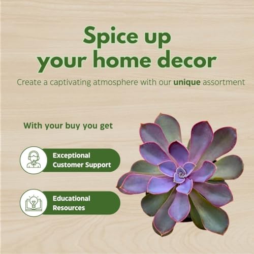 BubbleBlooms Echeveria Purple Pearl in a 3 inch Pot