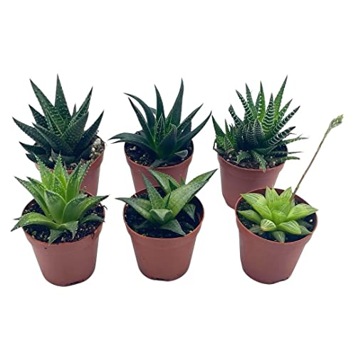BubbleBlooms Haworthia Variety Assortment, 6 Different Haworthia Plants in 2 inch pots