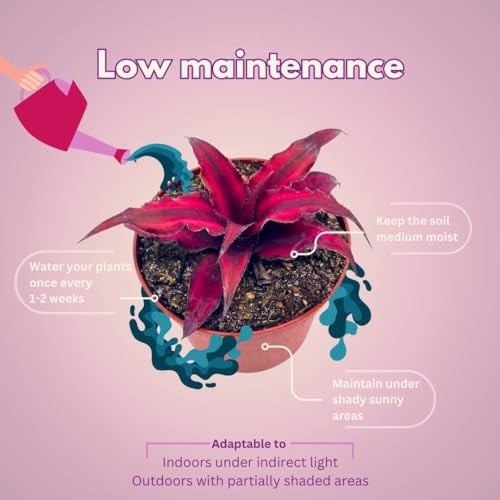 BubbleBlooms Cryptanthus Bivittatus, 2 inch Set of 3, Dark Red Earth Star Tiny Mini Pixie Plants