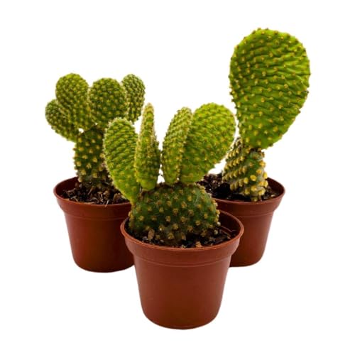 BubbleBlooms Yellow Bunny Ears Cactus, 2 inch Set of 3, Opuntia microdasys, Angel's Wings Tiny Mini Pixie Plants