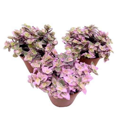 BubbleBlooms Tradescantia Pink Panther 2 inch Set of 3 Callisia repens Rosato Pink Turtle Pink Lady Tiny Mini Pixie Plants