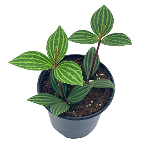 BubbleBlooms Peperomia Puteolata in a 4 inch Pot Stilt Parallel Peperomia