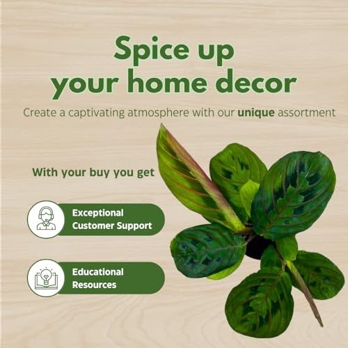 BubbleBlooms Mini Prayer Plant Calathea in 2 inch Pot, Growers Choice