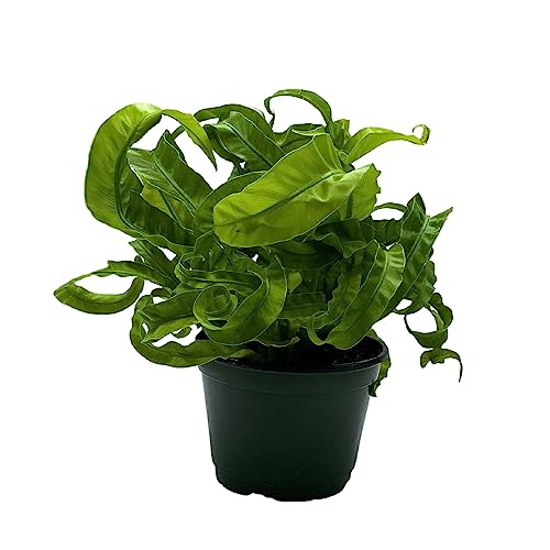 BubbleBlooms Hurricane Fern, Asplenium Antiquum VITASPHUR, Bird's nest Fern in 6 inch Pot