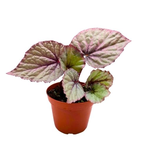 Harmony Foliage Begonia Oteka Rhizomatous in a 4 inch Pot White Rhizo with Light Pink Band
