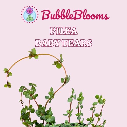 BubbleBlooms Pilea depressa Baby Tears in a 4 inch Pot
