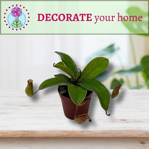 BubbleBlooms Winged Pitcher Plant, Carnivorous, in 2 inch Pot