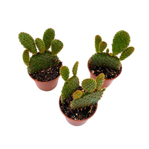 BubbleBlooms Red Bunny Ears Cactus, 2 inch Set of 3, Opuntia microdasys, Angel's Wings Tiny Mini Pixie Plants