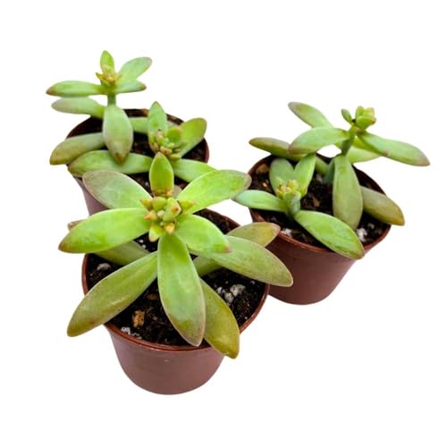 BubbleBlooms Coppertone Stonecrop, 2 inch Set of 3, Sedum Adolphi Garden Succulents Tiny Mini Pixie