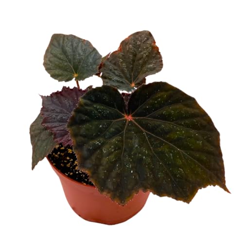 Harmony Foliage Begonia Taconite 4 inch Bright Blue Irridescent