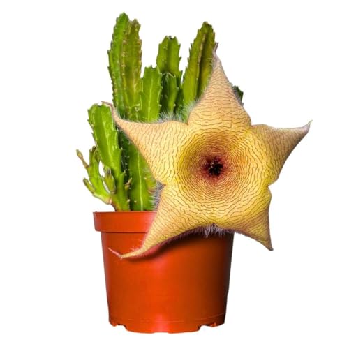BubbleBlooms Stapelia gigantea, Giant Starfish Flower, Rare Huernia, in 6 inch Pot