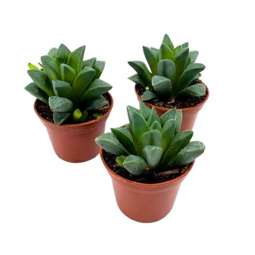 BubbleBlooms Haworthia African Emeralds, 2 inch Set of 3, Haworthia Retusa Tiny Mini Pixie Plants