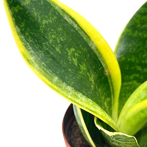 BubbleBlooms Varigated Snake Plant in a 2 inch Pot Sansevieria Dracaena trifasciata Tiny Mini Pixie Plant