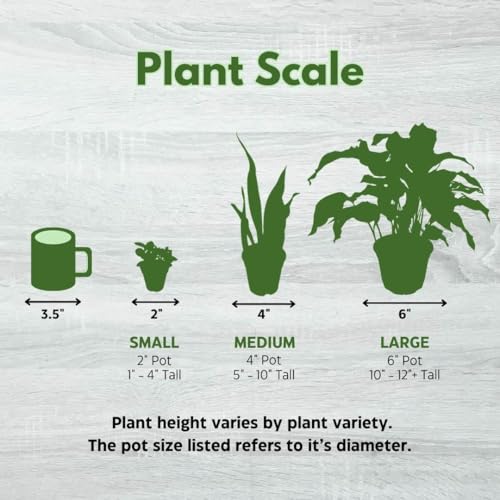 BubbleBlooms Alocasia Regal Shield in a 6 inch Pot Black Elephant Ear, Upright