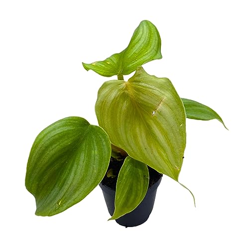 BubbleBlooms Philodedron Pastazanum Silver, Silver Sword Philodedron, Velvet Leaf Philo in 2 inch Pot