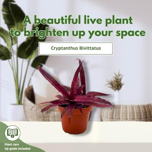 BubbleBlooms Dark Red Crpyanthus Earth Star in a 4 inch Pot