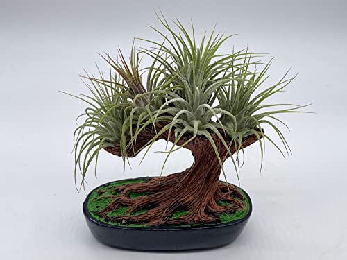 BubbleBlooms Resin Bonsai Air Plant Tree, Glued with Live Air Plants, Home and Office Gift