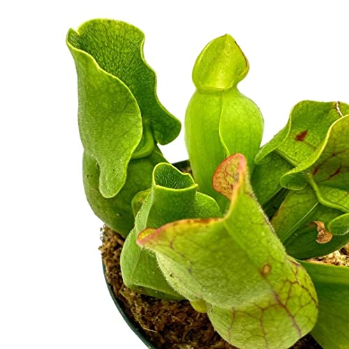 BubbleBlooms Jumbo Sweet Pitcher Plant, in a 3 Inch Pot, Carnivorous Plant, Sarracenia pitcherplant