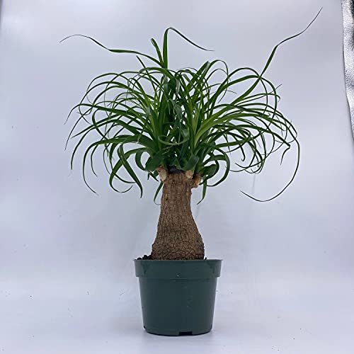BubbleBlooms Indoor Stumpy Palm Tree, Stump in 4 inch Pot