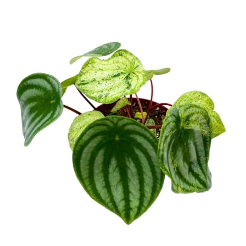 Harmony Foliage Harmony's Gold Dust in a 4 inch Pot peperomia Variegated Watermelon pep Sport