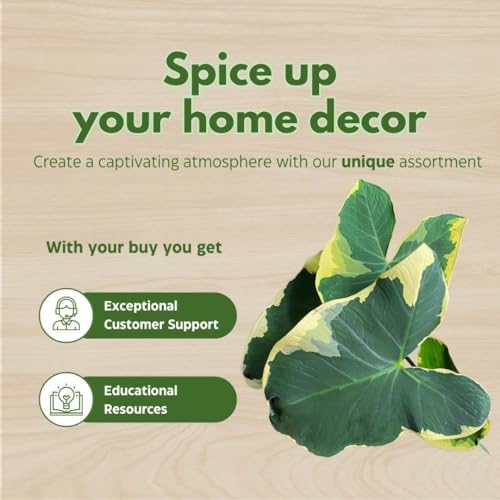 BubbleBlooms Alocasia Mickey Mouse Xanthomas in a 6 inch Pot