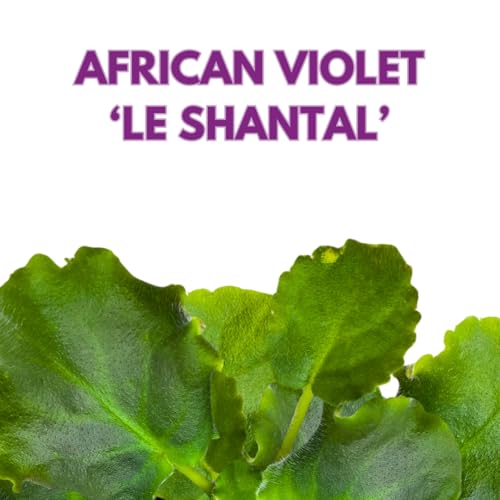 Harmony Foliage African Violet LE Shantal 4 inch White Red Ruffle