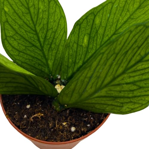 BubbleBlooms Hoya Polyneura in a 2 inch Pot Tiny Mini Pixie Plant