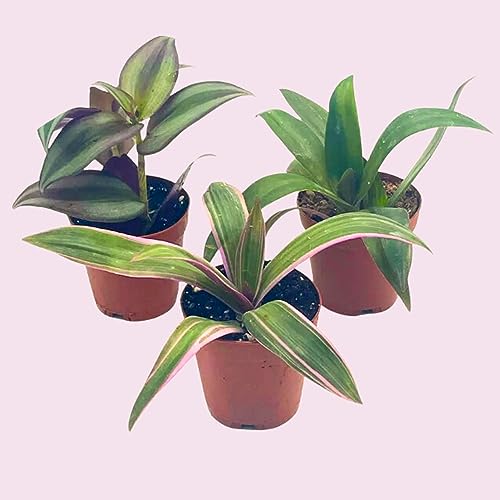 Wandering Dude Assortment, Tradescantia Variety, 2 inch, Set of 3 Tiny Mini Pixie Plant