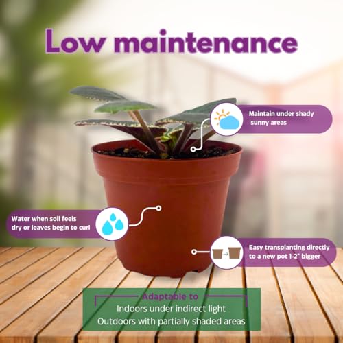 Harmony Foliage African Violet Rivermist Venus 4 inch Pink Flower