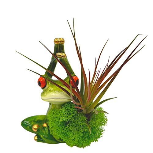 BubbleBlooms Resin Yoga Frog Air Plant Sculpture Tillandsia Planted in Hand Made Art Assorted Set of 2
