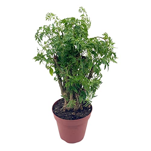 BubbleBlooms Aralia Ming Stump Plant, Polyscias fruticosa in a 4 inch Pot Live Evergreen Shrub Tree-Like Bonsai