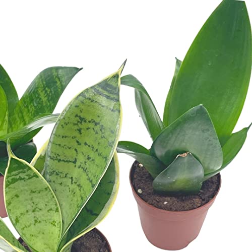 BubbleBlooms Sansevieria Trifasciata Assortment 3 Different Dwarf Rosette-Shaped Snake Plants in 2 inch pots
