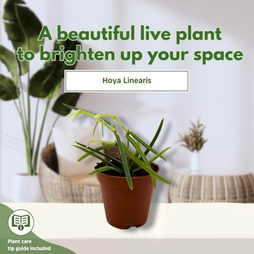 BubbleBlooms Hoya Linearis in a 2 inch Pot