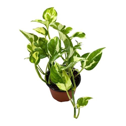 BubbleBlooms Njoy Pothos in a 4 inch Pot Epipremnum aureum pinnatum Variegated House Plant