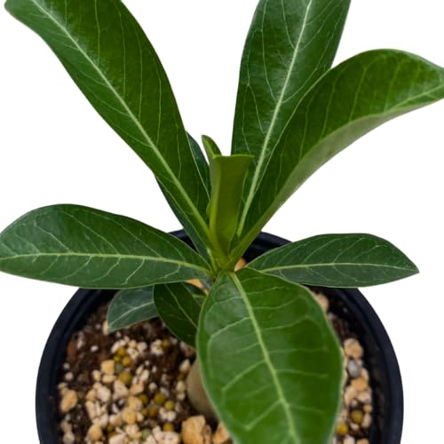 BubbleBlooms Desert Rose Chocolate Vietnam in a 4 inch Pot Extremely Rare Flower