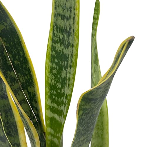 BubbleBlooms Variegated Snake Plant in a 4 inch Pot Classic Dracaena trifasciata Cow's Tongue, Lengua de Vaca