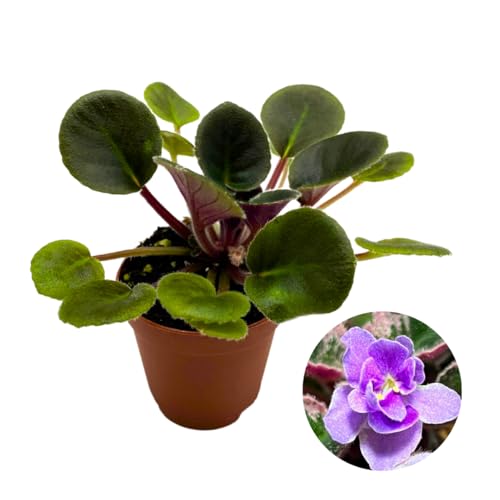 Harmony Foliage Mini African Violet Precious Lavender, 2 inch Purple Flower