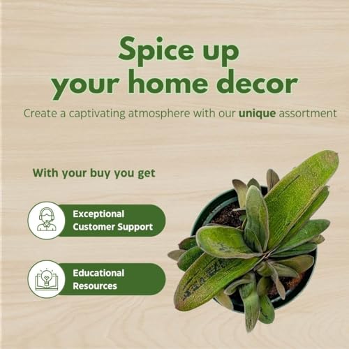 BubbleBlooms Gasteria batesiana Cow Tongue, in a 4 inch Pot