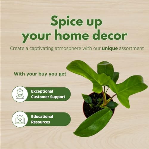 BubbleBlooms Philo Florida Green, 4 inch Philodendron Pedatum