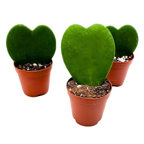 BubbleBlooms Green Hoya Kerrii, 2 inch Set of 3, Sweetheart Plant Valentine Tiny Mini Pixie Plants
