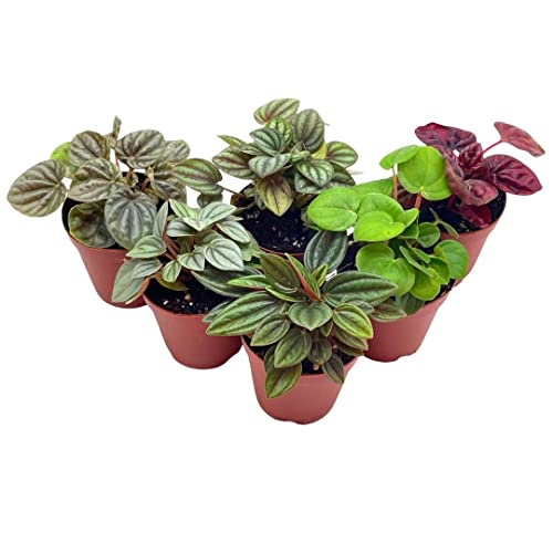 BubbleBlooms Peperomia Assortment, 6 Different peperomias in 2 inch pots Grower's Choice