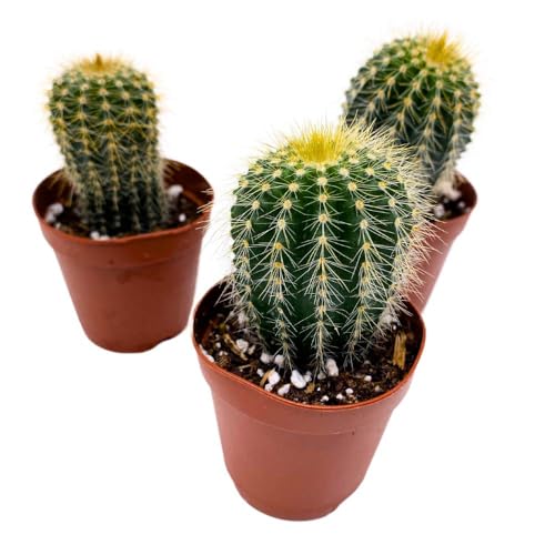 BubbleBlooms Golden Barrel Cactus, 2 inch Set of 3, Kroenleinia grusonii Gold Ball Tiny Mini Pixie Plants