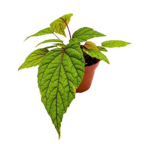 Harmony Foliage Begonia abdullahpieei, 4 inch Green Rare Rhizomatous Rhizo Red Stem Veins