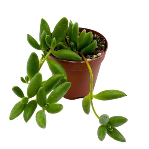 BubbleBlooms String of Bananas in a 2 inch Pot Tiny Mini Pixie Plant