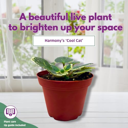 Harmony Foliage African Violet Cool Cat Variegated 4 inch Pink Flower