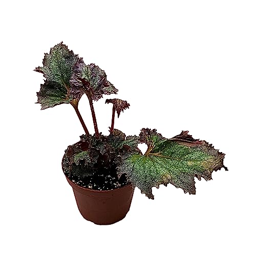 BubbleBlooms Harmony's Daehnerys Begonia Rex in 4 inch Pot
