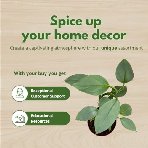 BubbleBlooms Philodendron Silver Sword in a 4 inch Pot