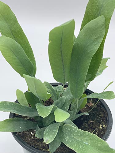 BubbleBlooms Phlebodium aureum in a 4 inch Pot Tongue Fern, Rabbit's Foot Fern, Exotic Fern