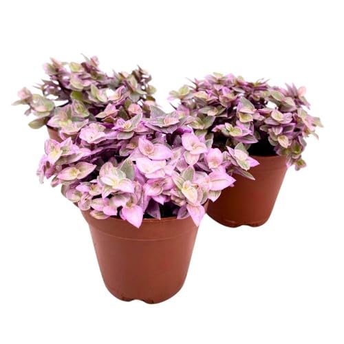 BubbleBlooms Tradescantia Pink Panther 2 inch Set of 3 Callisia repens Rosato Pink Turtle Pink Lady Tiny Mini Pixie Plants